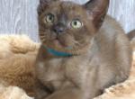 Quincy - Burmese Kitten For Sale - Pembroke Pines&comma; FL&comma; US