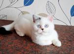 La Perla - Scottish Straight Kitten For Sale - 
