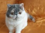 Yuna - Exotic Kitten For Sale - Pembroke Pines&comma; FL&comma; US