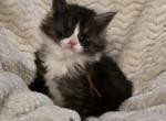 Bailey - Maine Coon Kitten For Sale - Upper Sandusky&comma; OH&comma; US
