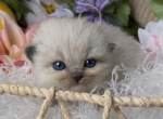 Light pink female - Ragdoll Kitten For Sale - Desloge&comma; MO&comma; US