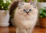 Jasmine Pearl - Ragdoll Kitten For Sale - Pembroke Pines&comma; FL&comma; US
