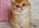 Fabian - Scottish Straight Kitten For Sale - Hollywood&comma; FL&comma; US