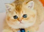 Penny - Scottish Straight Kitten For Sale - Hollywood&comma; FL&comma; US