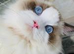 Cutie pie - Ragdoll Kitten For Sale - Los Angeles&comma; CA&comma; US