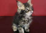 Betty - Maine Coon Kitten For Sale - Pewaukee&comma; WI&comma; US