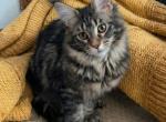 Mariel the Polydactyl - Maine Coon Kitten For Sale - Pewaukee&comma; WI&comma; US