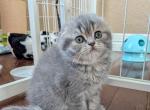 Royal Litters - Scottish Fold Kitten For Sale - Dallas&comma; TX&comma; US
