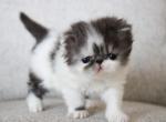 Koda - Persian Kitten For Sale - Boiling Springs&comma; PA&comma; US