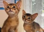 Abyssinian - Abyssinian Kitten For Adoption - CA&comma; US
