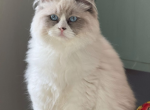 Bi blue male pet or proven stud - Ragdoll Cat For Sale - Butler&comma; PA&comma; US