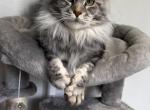 Apella - Maine Coon Kitten For Sale - Nashville&comma; TN&comma; US