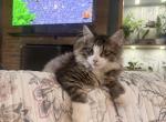 Marshall - Maine Coon Kitten For Sale - Burlington&comma; WI&comma; US