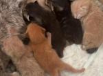 millies kittys - Domestic Kitten For Sale - MA&comma; US
