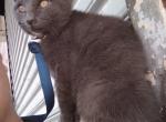 Scary - Russian Blue Cat For Adoption - Staten Island&comma; NY&comma; US
