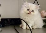 luis - Himalayan Kitten For Sale - Barrington&comma; IL&comma; US