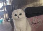 LILLY - Scottish Fold Cat For Sale - Brisbane&comma; CA&comma; US