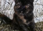 Goldie - Exotic Kitten For Sale - Saint Petersburg&comma; FL&comma; US