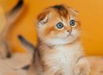 KINSLEY - Scottish Fold Kitten For Sale - Brisbane&comma; CA&comma; US