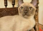 Gray - Burmese Kitten For Sale - Pembroke Pines&comma; FL&comma; US