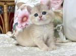 CONNOR - Scottish Straight Kitten For Sale - Brisbane&comma; CA&comma; US