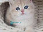 Umberto - British Shorthair Kitten For Sale - Norwalk&comma; CT&comma; US