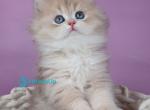 Ulysia - British Shorthair Kitten For Sale - Norwalk&comma; CT&comma; US