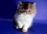 Miya - Persian Kitten For Sale - Pembroke Pines&comma; FL&comma; US