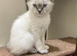 Siamese kitties - Siamese Kitten For Sale - The Bronx&comma; NY&comma; US