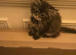 Brown Polydactl Maine Coon - Maine Coon Kitten For Sale - Cumming&comma; GA&comma; US