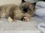 Precious - Ragdoll Kitten For Sale - Battle Ground&comma; WA&comma; US