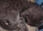 BengCoon BomBay Babies - Bombay Kitten For Sale - Shelton&comma; WA&comma; US