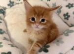 StarcoonbostonOrangered2 - Maine Coon Kitten For Sale - Malden&comma; MA&comma; US