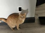 Peachy - Domestic Cat For Sale - Bakersfield&comma; CA&comma; US