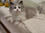 Lilly - Ragdoll Kitten For Sale - Nashville&comma; TN&comma; US