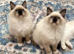 Ragdolls littler - Ragdoll Kitten For Sale - Nashville&comma; TN&comma; US