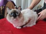 Mushka - Ragdoll Kitten For Sale - Brooklyn&comma; NY&comma; US