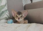 Abu - Abyssinian Kitten For Sale - Brooklyn&comma; NY&comma; US
