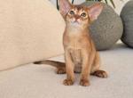 Alana - Abyssinian Kitten For Sale - Brooklyn&comma; NY&comma; US