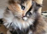 Esther - Siberian Kitten For Sale - Pembroke Pines&comma; FL&comma; US