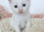 Snowflake flame point ragdoll ON HOLD - Ragdoll Kitten For Sale - Providence&comma; RI&comma; US