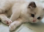 Boyce - Ragdoll Kitten For Sale - 
