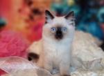 Life's COLOR - Ragdoll Kitten For Sale - Detroit Lakes&comma; MN&comma; US