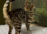 F6 SAVANNAH KITTEN - Savannah Kitten For Sale - Orange&comma; CA&comma; US