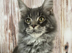 Patron - Maine Coon Kitten For Sale - Brighton&comma; CO&comma; US