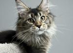 Dina - Maine Coon Kitten For Sale - Brighton&comma; CO&comma; US