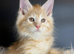 Dendy - Maine Coon Kitten For Sale - Brighton&comma; CO&comma; US
