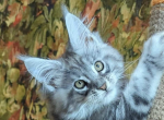 Diamond - Maine Coon Kitten For Sale - Brighton&comma; CO&comma; US