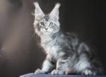 Olimp - Maine Coon Kitten For Sale - Los Angeles&comma; CA&comma; US
