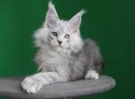 Optimist polydactyl - Maine Coon Kitten For Sale - Los Angeles&comma; CA&comma; US